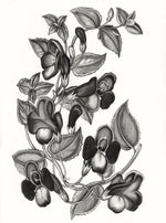 "Torenia Asiatica Pulcherrima" Print