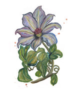 Clematis Print