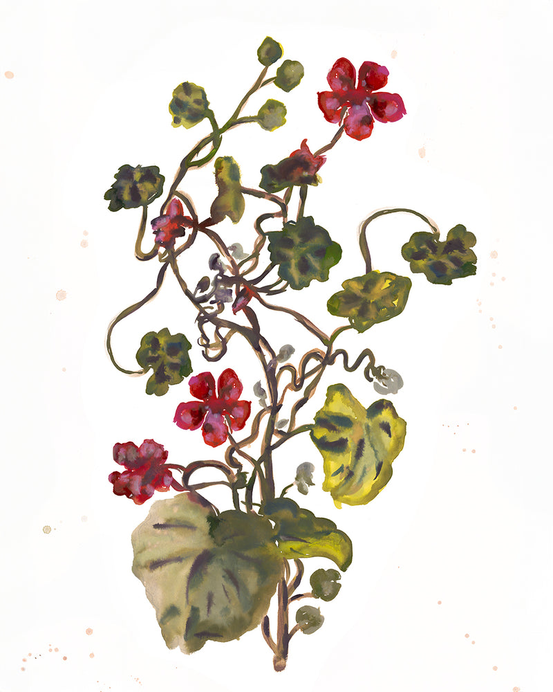 Nasturtium Print