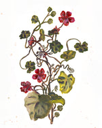 Nasturtium Print