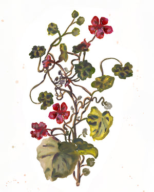 Nasturtium Print