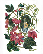 Passion Flower Print
