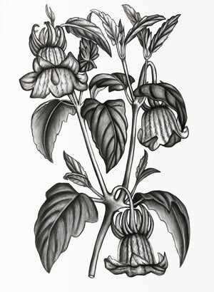 "Calonyction Diversifolium Sulfureum" Print