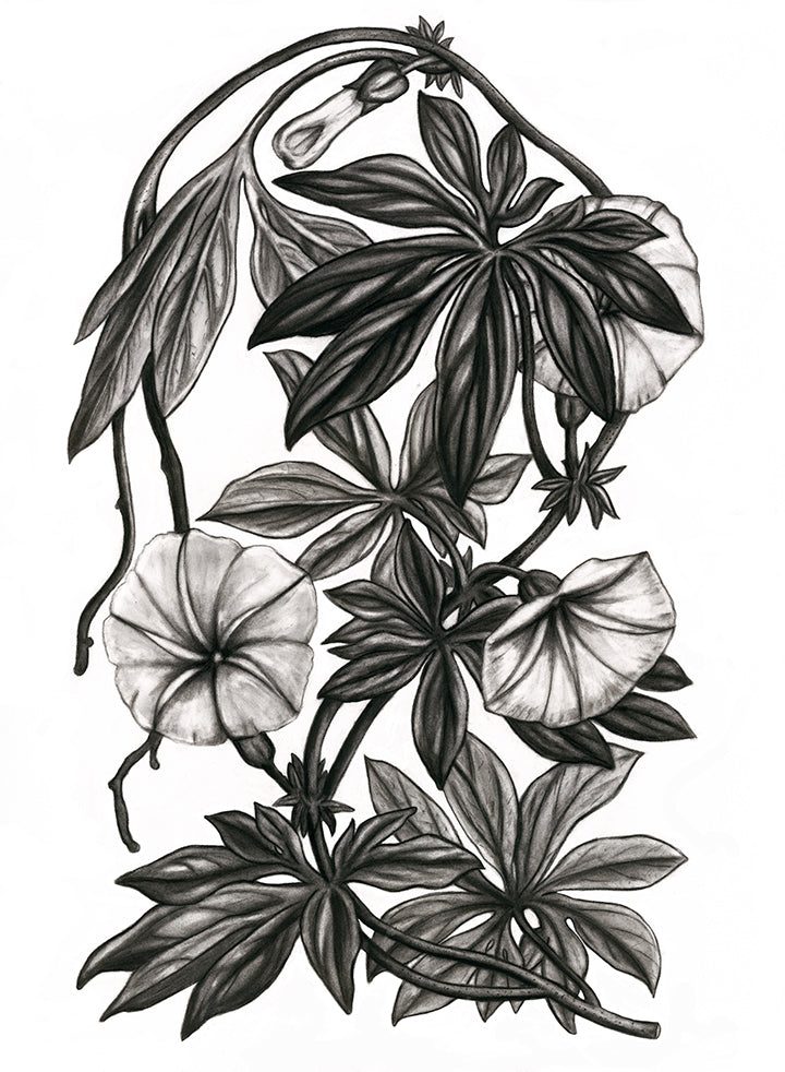 "Canarina Campanula" Print