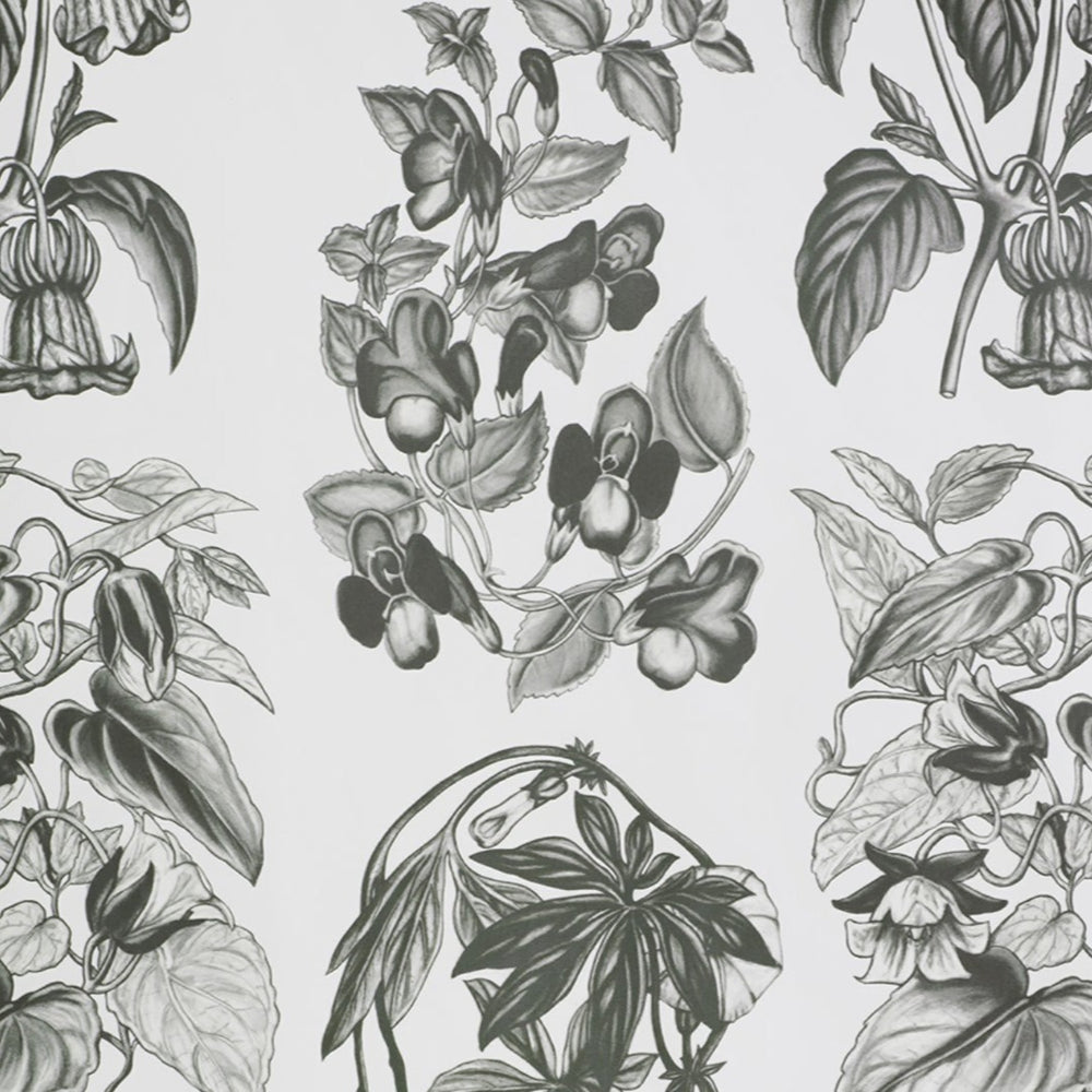 Flore Des Serres Charcoal Wallpaper