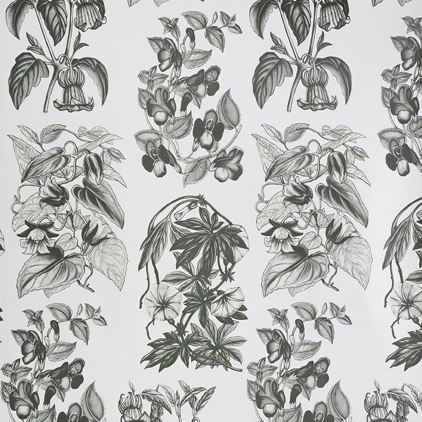 Flore Des Serres Charcoal Wallpaper