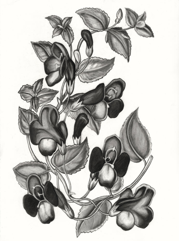"Torenia Asiatica Pulcherrima" Print